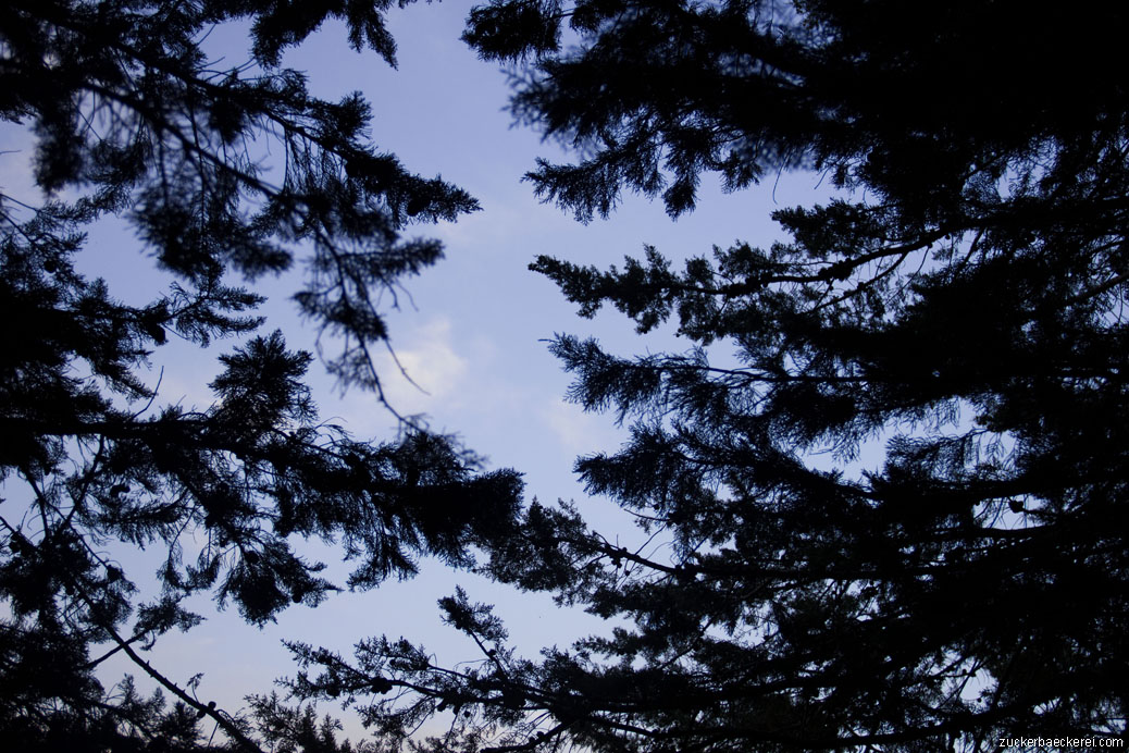 von unten durch tannenzweige in den blauen himmel fotografiert