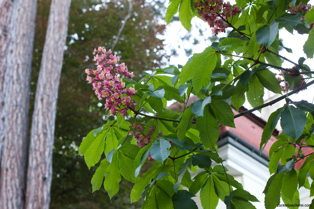 kastanienblüten am baum