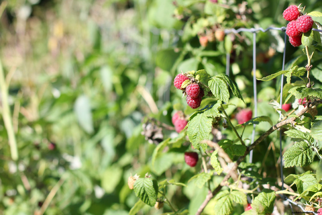 himbeeren am strauch