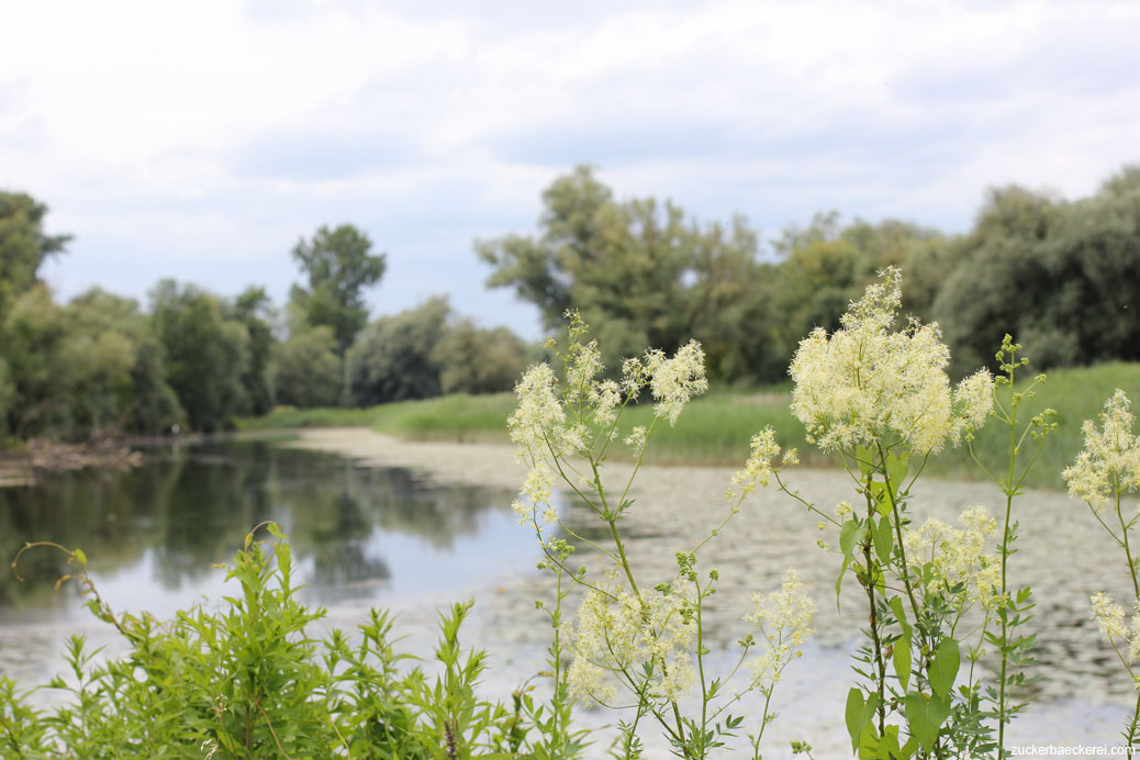 pflanzen mit weißen blüten vor einem gewässer