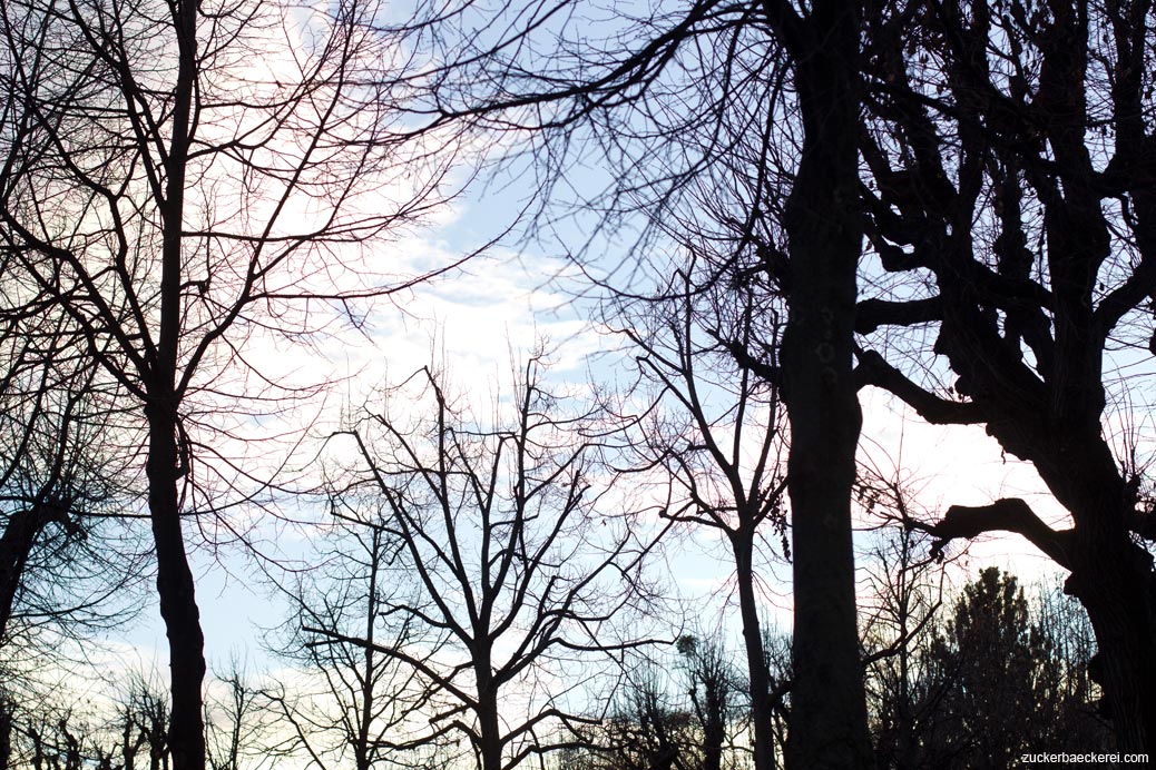 baumshilouetten vorm himmel