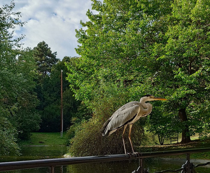 fischreiher in Wien