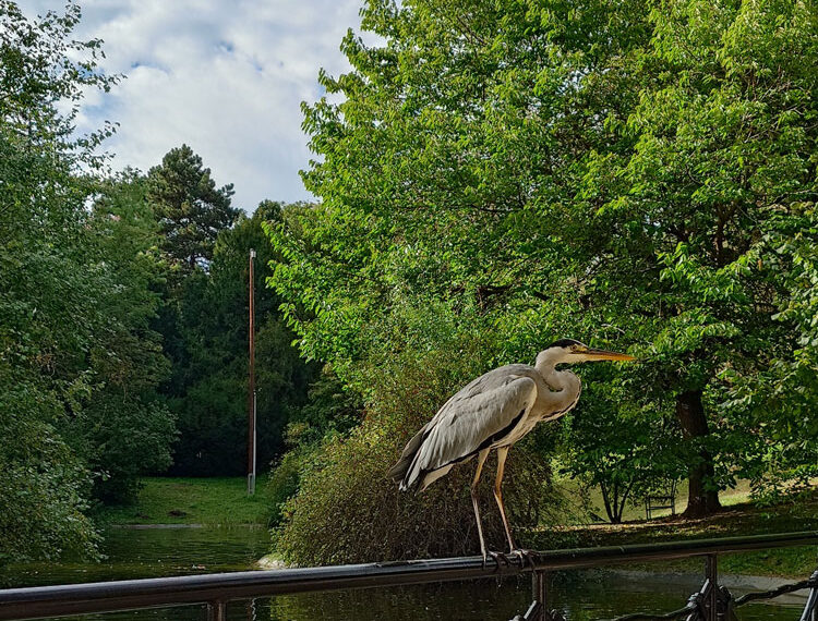 fischreiher in Wien