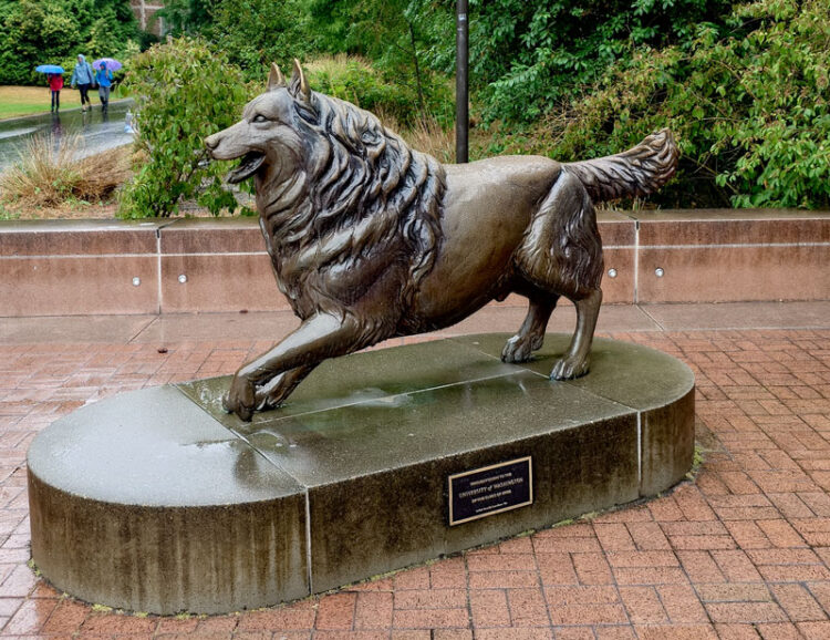 Husky-Figur auf dem Campus der UW