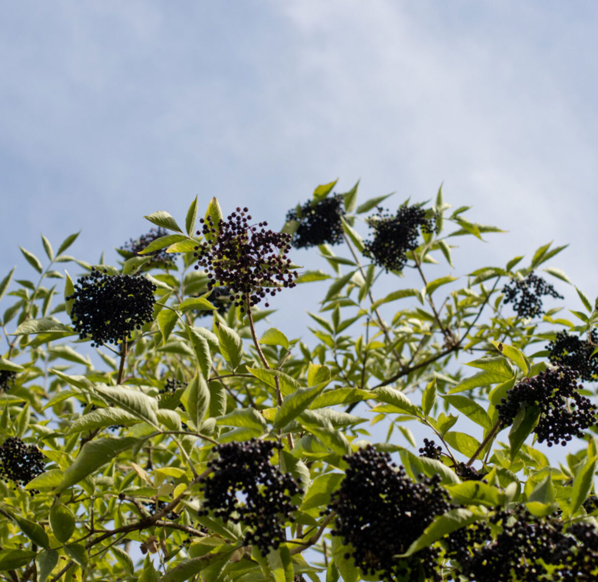 hollerbeeren vor blauem himmel