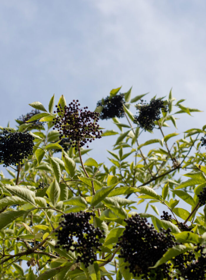 hollerbeeren vor blauem himmel
