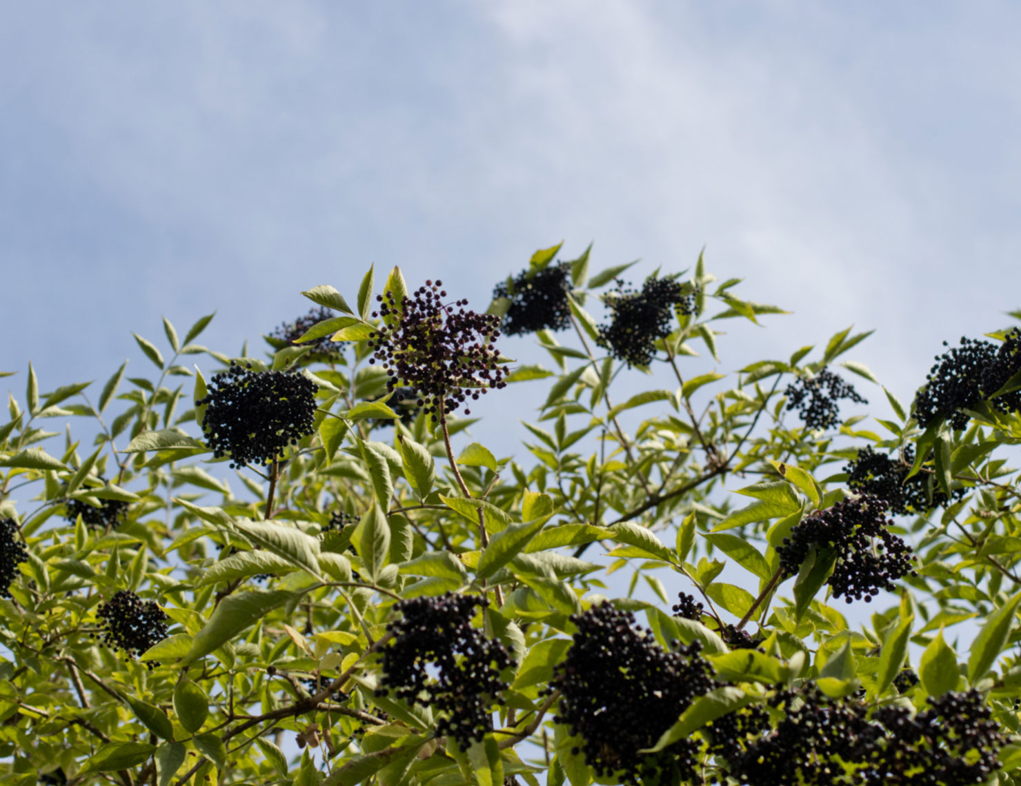 hollerbeeren vor blauem himmel