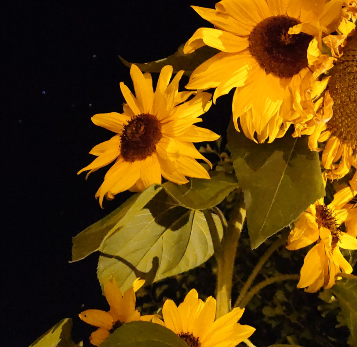 sonnenblumen vor nachthimmel