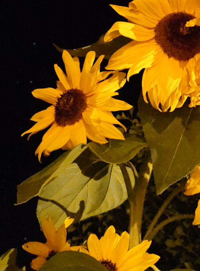 sonnenblumen vor nachthimmel