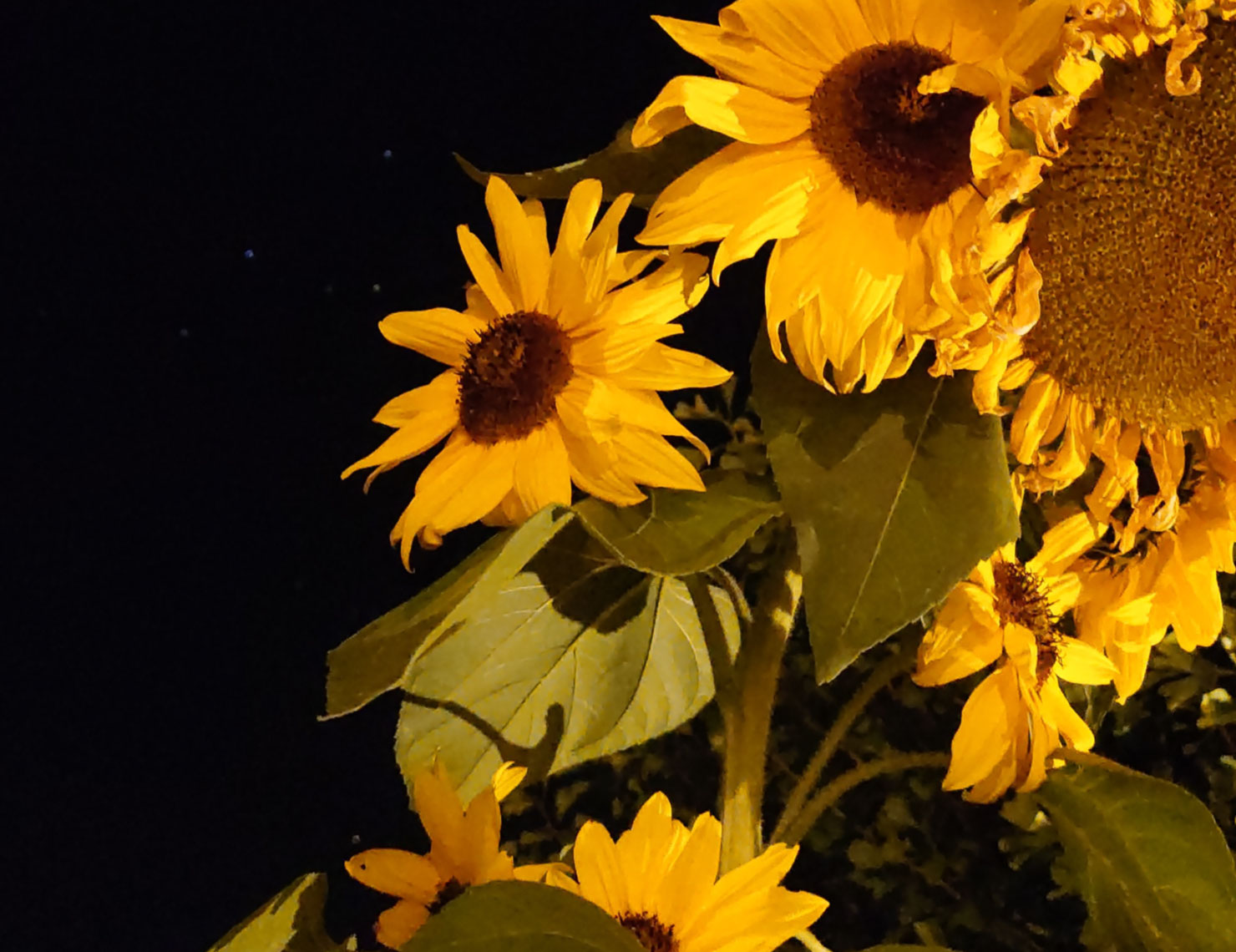 sonnenblumen vor nachthimmel
