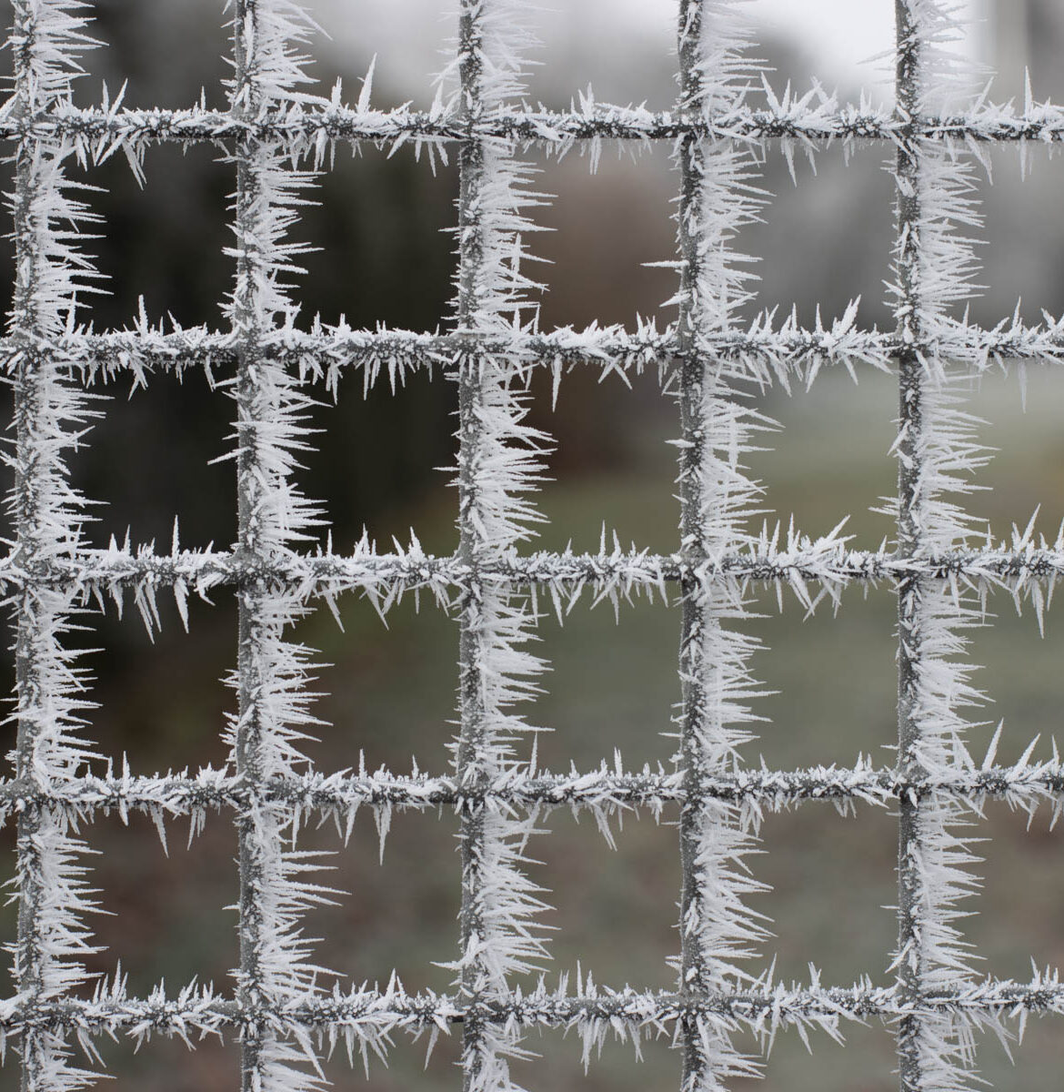 raureif an gartengatter