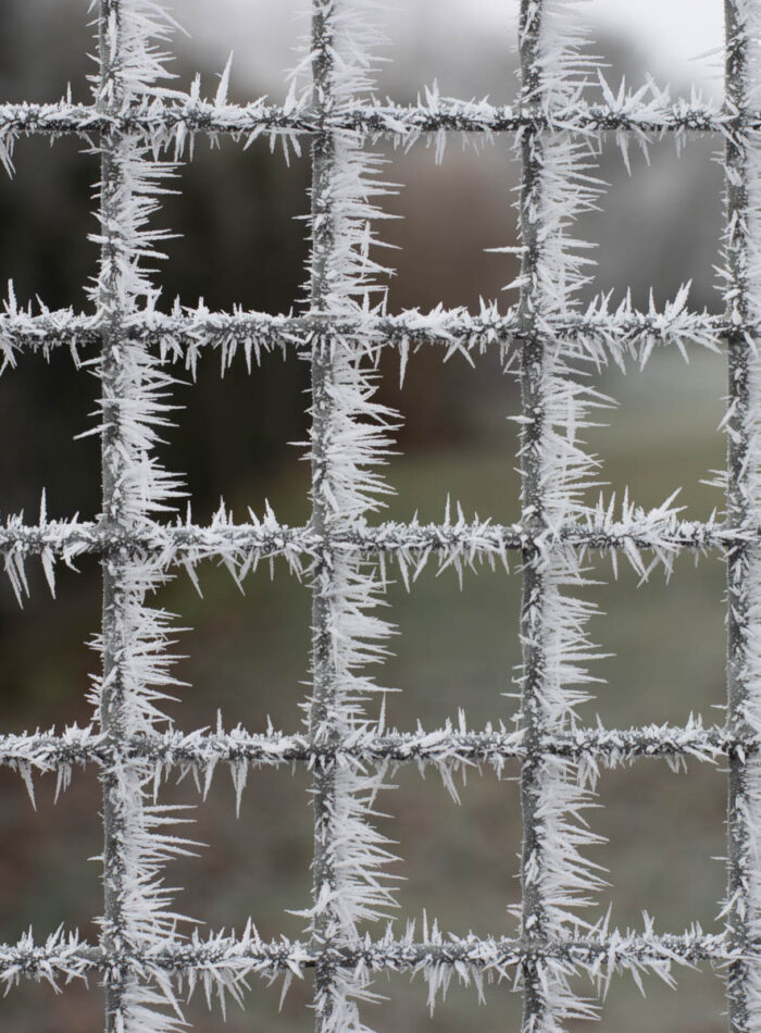 raureif an gartengatter