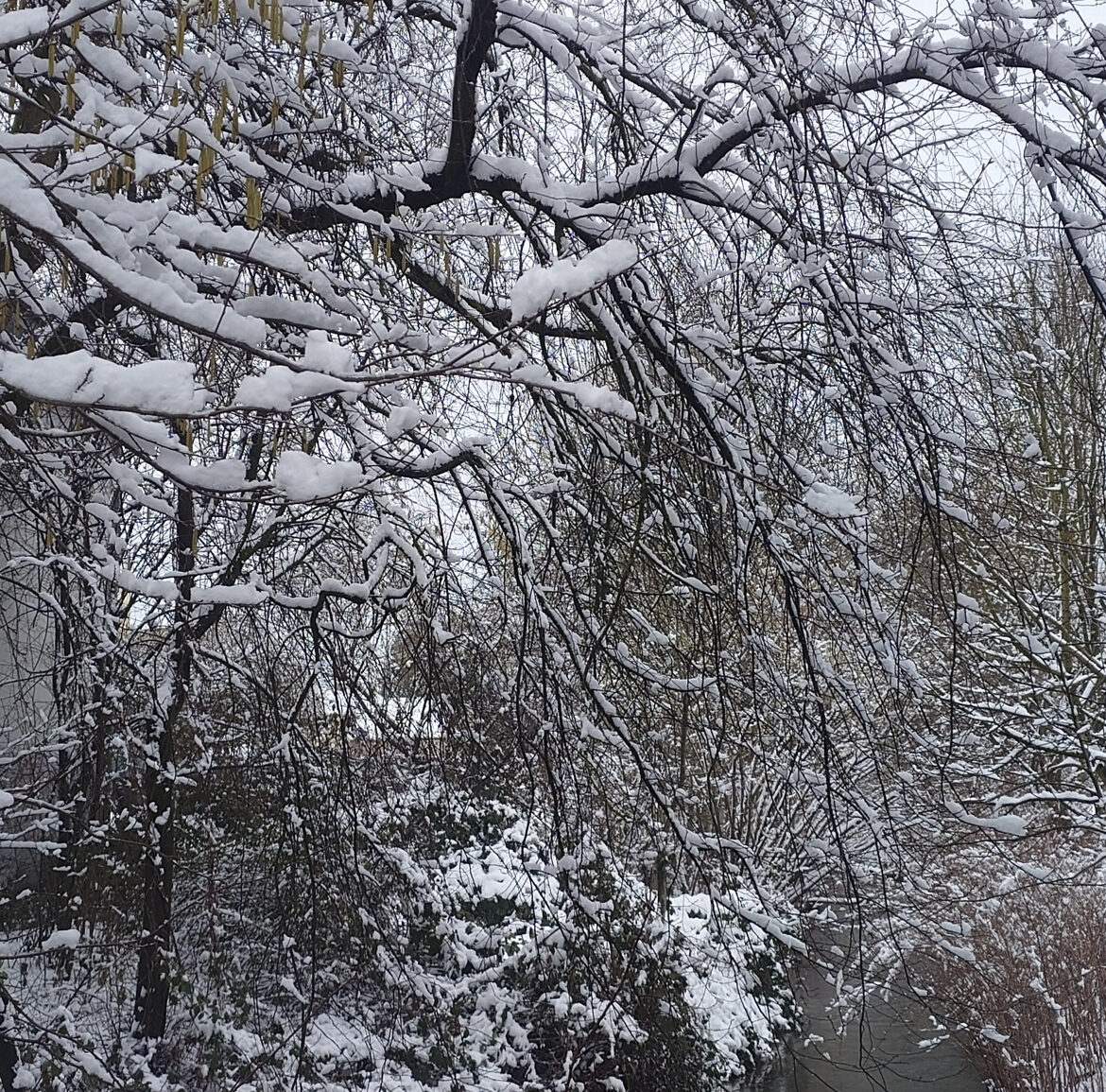 schnee auf bäumen über bach