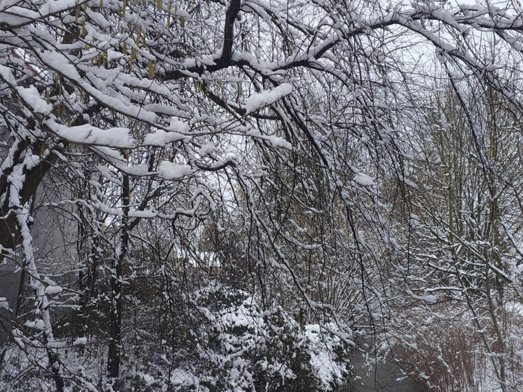 schnee auf bäumen über bach