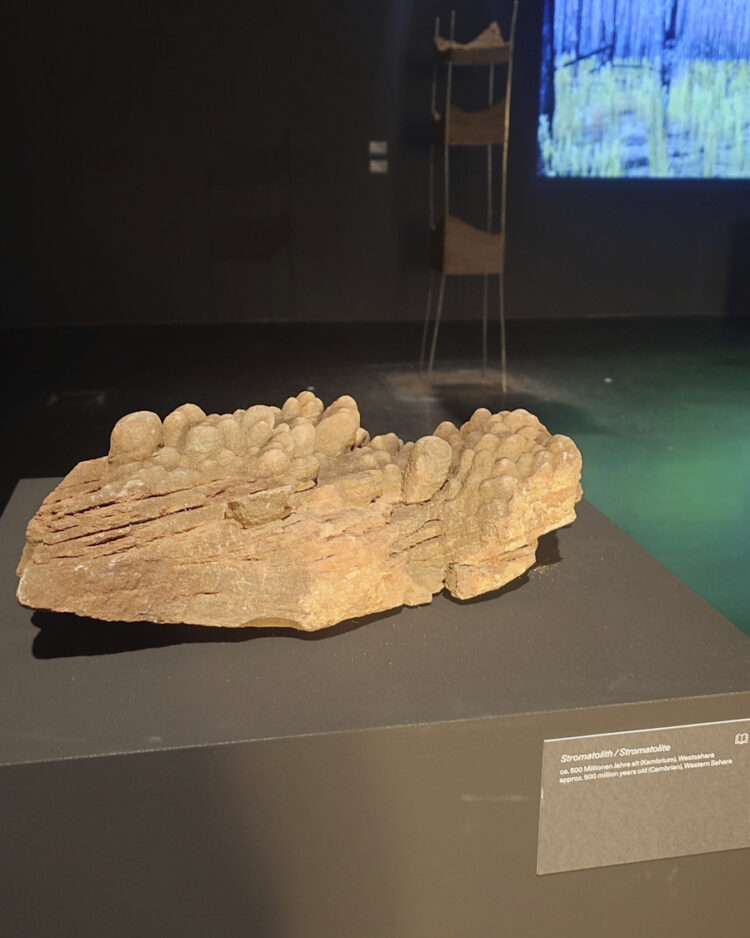 stromatholith