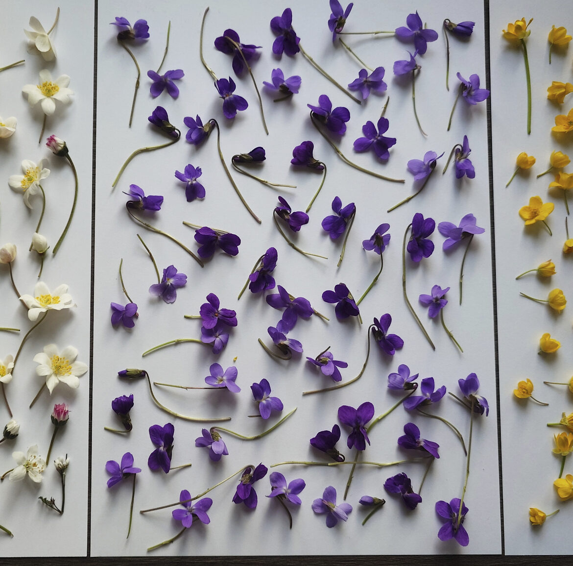 weiße, violette und gelbe Blüten auf Papier