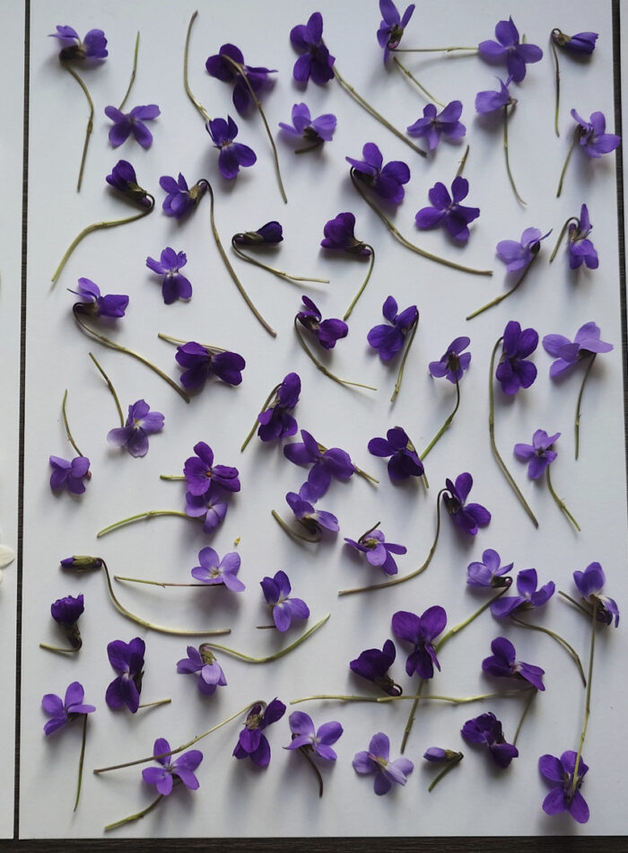 weiße, violette und gelbe Blüten auf Papier