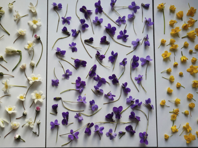 weiße, violette und gelbe Blüten auf Papier