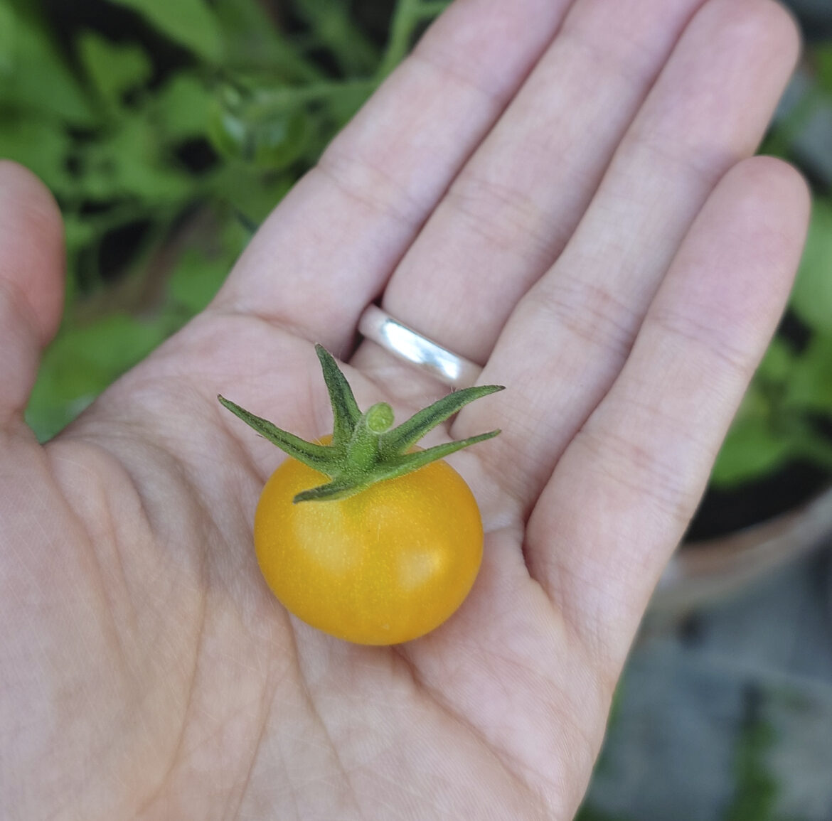 gelbe Tomate in Handfläche