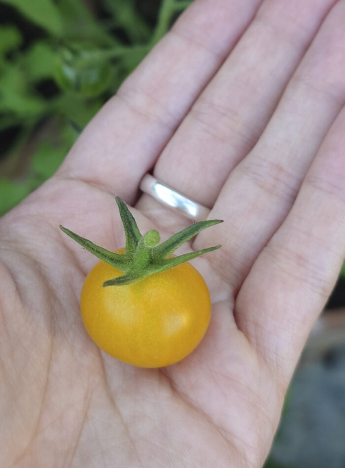 gelbe Tomate in Handfläche