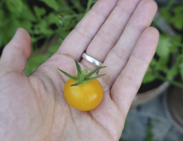 gelbe Tomate in Handfläche
