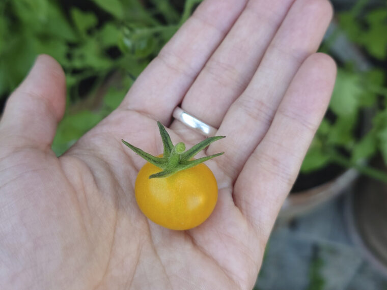 gelbe Tomate in Handfläche