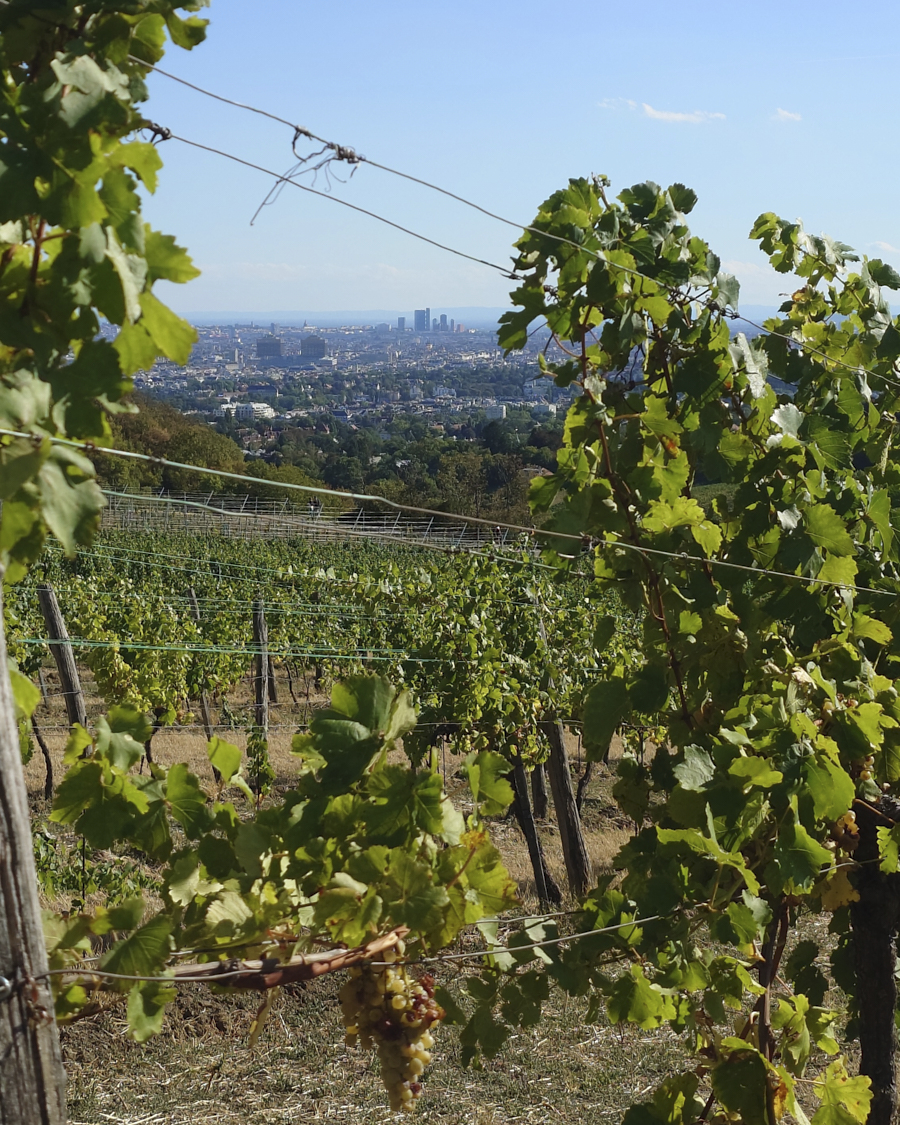 Blick vom Nussberg auf Wien